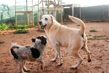 THOR, Hund, Labrador Retriever in Ofterdingen - Bild 4