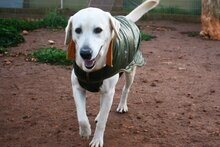 THOR, Hund, Labrador Retriever in Ofterdingen - Bild 5
