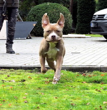 THYSON, Hund, Mischlingshund in Fürstenau - Bild 7
