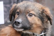 AKANU, Hund, Sheltie-Mix in Rumänien - Bild 1