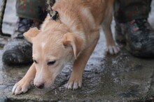 NIRAJ, Hund, Mischlingshund in Rumänien - Bild 1