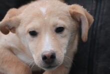 NIRAJ, Hund, Mischlingshund in Rumänien - Bild 2