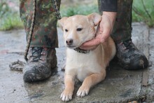 NIRAJ, Hund, Mischlingshund in Rumänien - Bild 3