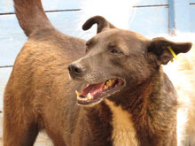DILAN, Hund, Mischlingshund in Bulgarien - Bild 1