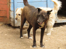DILAN, Hund, Mischlingshund in Bulgarien - Bild 2