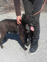 DILAN, Hund, Mischlingshund in Bulgarien - Bild 3