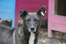 DILAN, Hund, Mischlingshund in Bulgarien - Bild 4