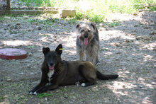 DILAN, Hund, Mischlingshund in Bulgarien - Bild 6