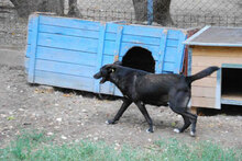 DILAN, Hund, Mischlingshund in Bulgarien - Bild 8