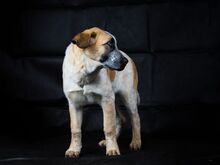 YGRITT, Hund, Mastinmischling in Lübeck - Bild 4