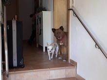 SHANDY, Hund, Mischlingshund in Tyrlaching - Bild 13