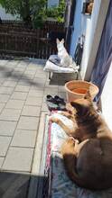 SHANDY, Hund, Mischlingshund in Tyrlaching - Bild 14