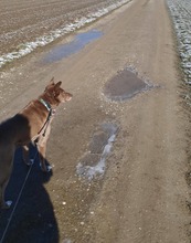 SHANDY, Hund, Mischlingshund in Tyrlaching - Bild 17