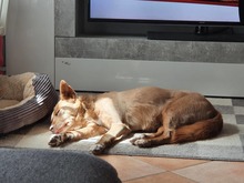 SHANDY, Hund, Mischlingshund in Tyrlaching - Bild 7