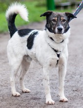 ORION, Hund, Mischlingshund in Hannover - Bild 1