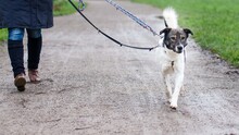 ORION, Hund, Mischlingshund in Hannover - Bild 11