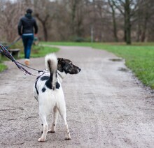 ORION, Hund, Mischlingshund in Hannover - Bild 12