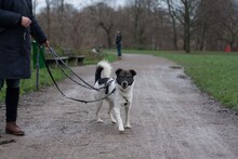 ORION, Hund, Mischlingshund in Hannover - Bild 14