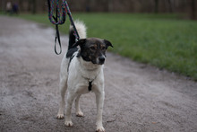 ORION, Hund, Mischlingshund in Hannover - Bild 15