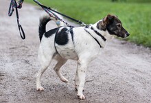 ORION, Hund, Mischlingshund in Hannover - Bild 16