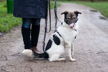 ORION, Hund, Mischlingshund in Hannover - Bild 17