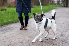 ORION, Hund, Mischlingshund in Hannover - Bild 4