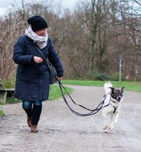 ORION, Hund, Mischlingshund in Hannover - Bild 7