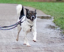 ORION, Hund, Mischlingshund in Hannover - Bild 8