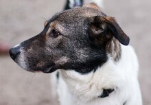 ORION, Hund, Mischlingshund in Hannover - Bild 9
