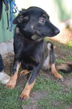 JUCO, Hund, Mischlingshund in Ungarn - Bild 1