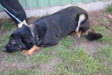 JUCO, Hund, Mischlingshund in Ungarn - Bild 2