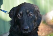 JUCO, Hund, Mischlingshund in Ungarn - Bild 3