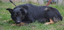 JUCO, Hund, Mischlingshund in Ungarn - Bild 6