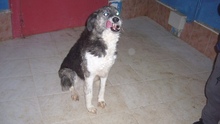 SARA, Hund, Mischlingshund in Italien - Bild 3