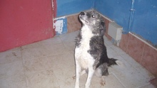 SARA, Hund, Mischlingshund in Italien - Bild 4