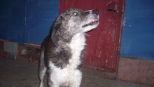 SARA, Hund, Mischlingshund in Italien - Bild 5