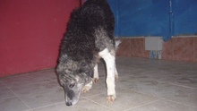 SARA, Hund, Mischlingshund in Italien - Bild 6