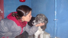 SARA, Hund, Mischlingshund in Italien - Bild 7