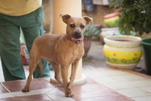 PERLA, Hund, Mischlingshund in Spanien - Bild 10