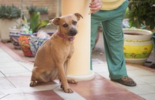 PERLA, Hund, Mischlingshund in Spanien - Bild 12