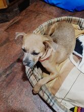 PERLA, Hund, Mischlingshund in Spanien - Bild 19