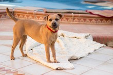 PERLA, Hund, Mischlingshund in Spanien - Bild 3