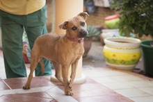 PERLA, Hund, Mischlingshund in Spanien - Bild 9