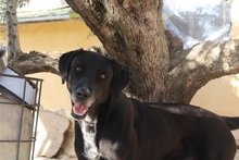 HELIOS, Hund, Labrador-Mix in Spanien - Bild 1