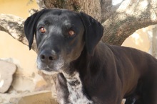 HELIOS, Hund, Labrador-Mix in Spanien - Bild 2