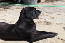 HELIOS, Hund, Labrador-Mix in Spanien - Bild 3