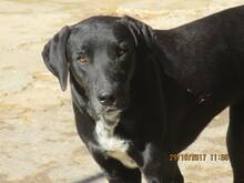 HELIOS, Hund, Labrador-Mix in Spanien - Bild 5