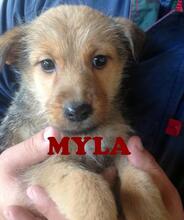 MYLA, Hund, Mischlingshund in Bulgarien - Bild 1