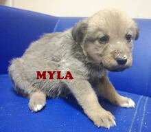 MYLA, Hund, Mischlingshund in Bulgarien - Bild 2