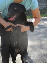 KATHY, Hund, Mischlingshund in Ungarn - Bild 4